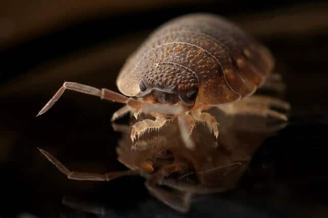 Will Carpet Cleaning get Rid of Fleas