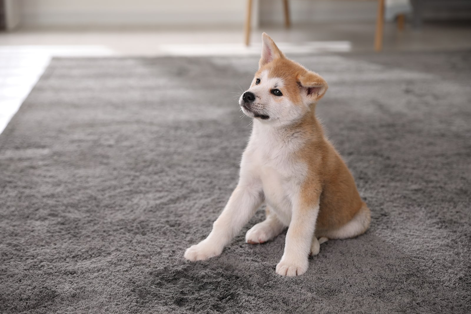 pet urine removal services in norfolk va