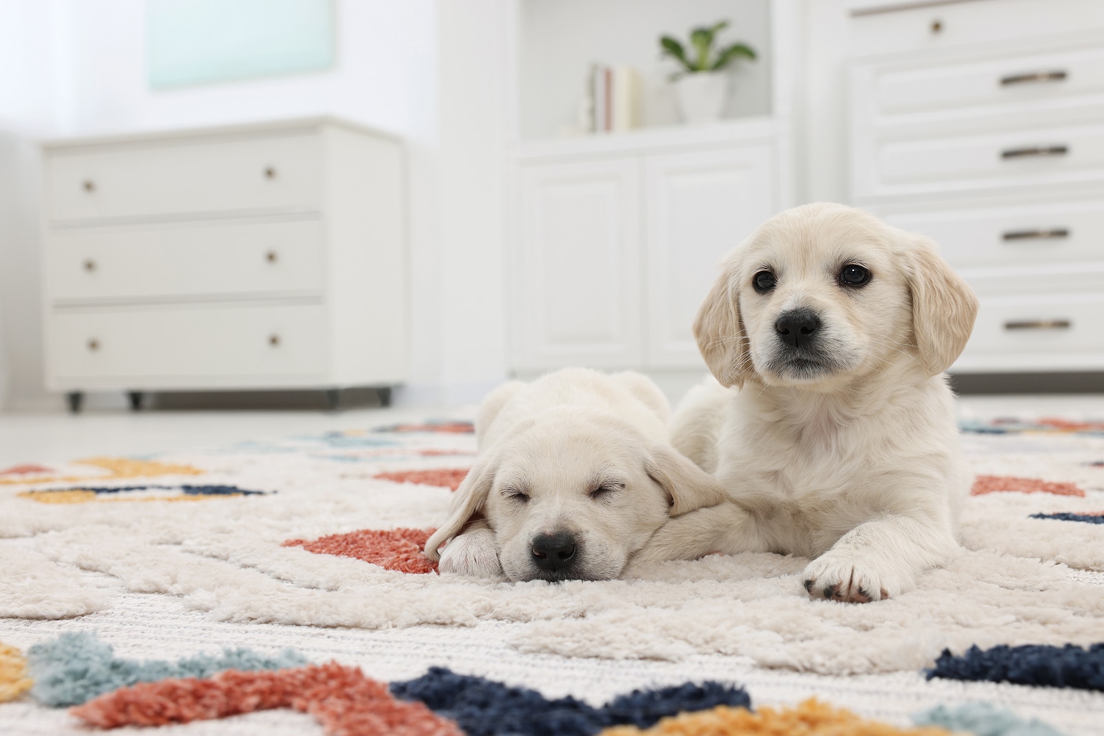 Pet Urine & Odor Removal Services in Norfolk VA