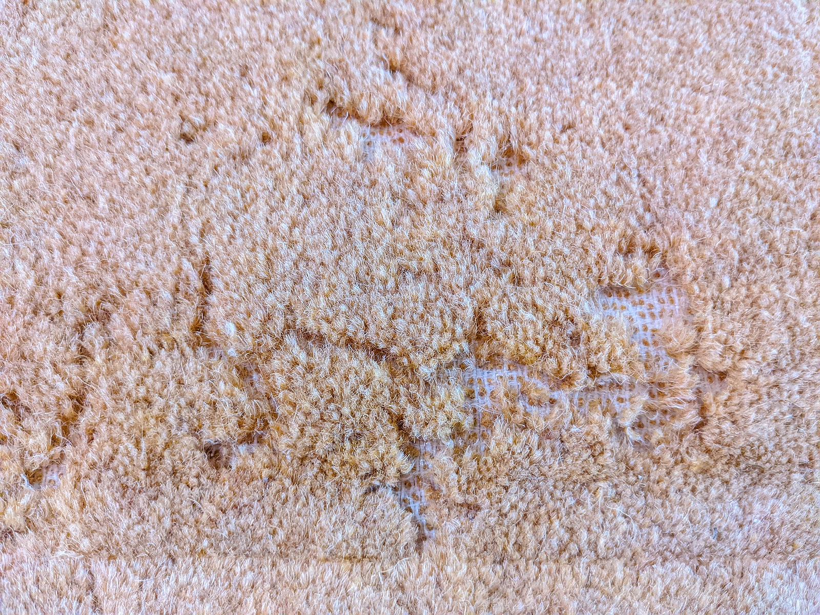 moth treatment in norfolk va