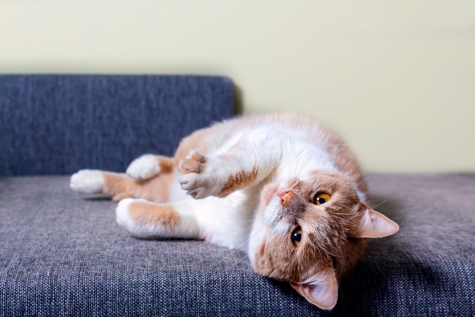 upholstery cleaning in norfolk va