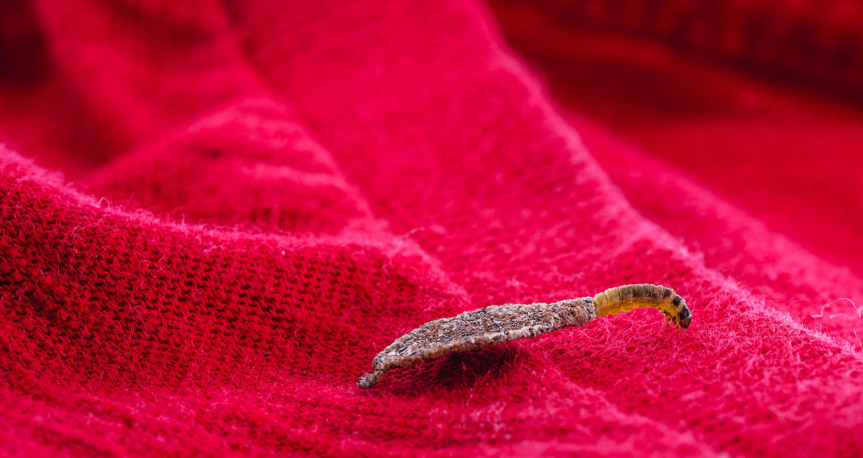 Moth Treatment and Prevention: Save Your Rug Before It’s Too Late