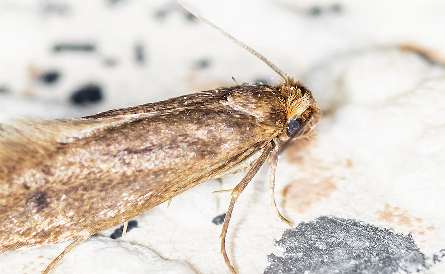 Our Top 6 Tips to Protect Your Wool Rugs From Pesky Moths