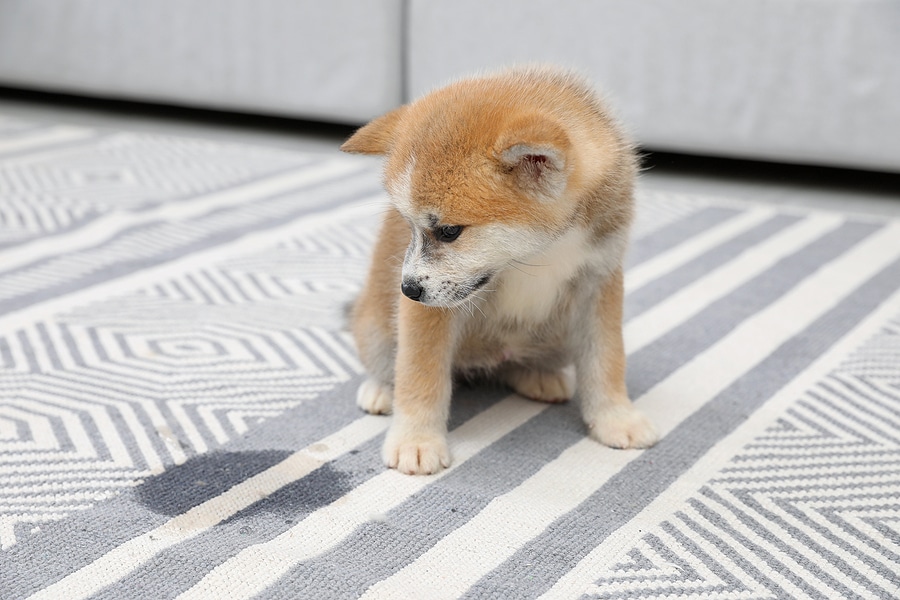 Pet Accidents? Professional Tips for Rug Urine and Odor Removal